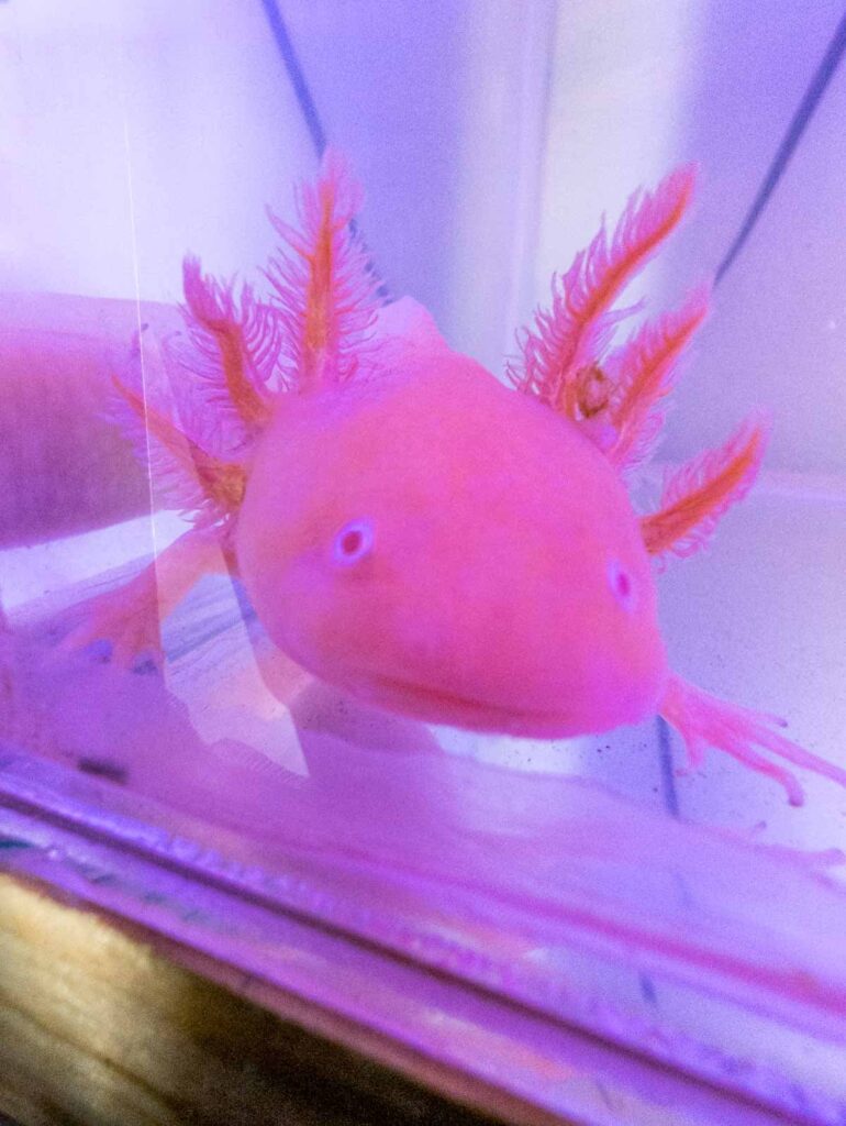 A close up photo of a pink axolotl in Xochimilco, Mexico