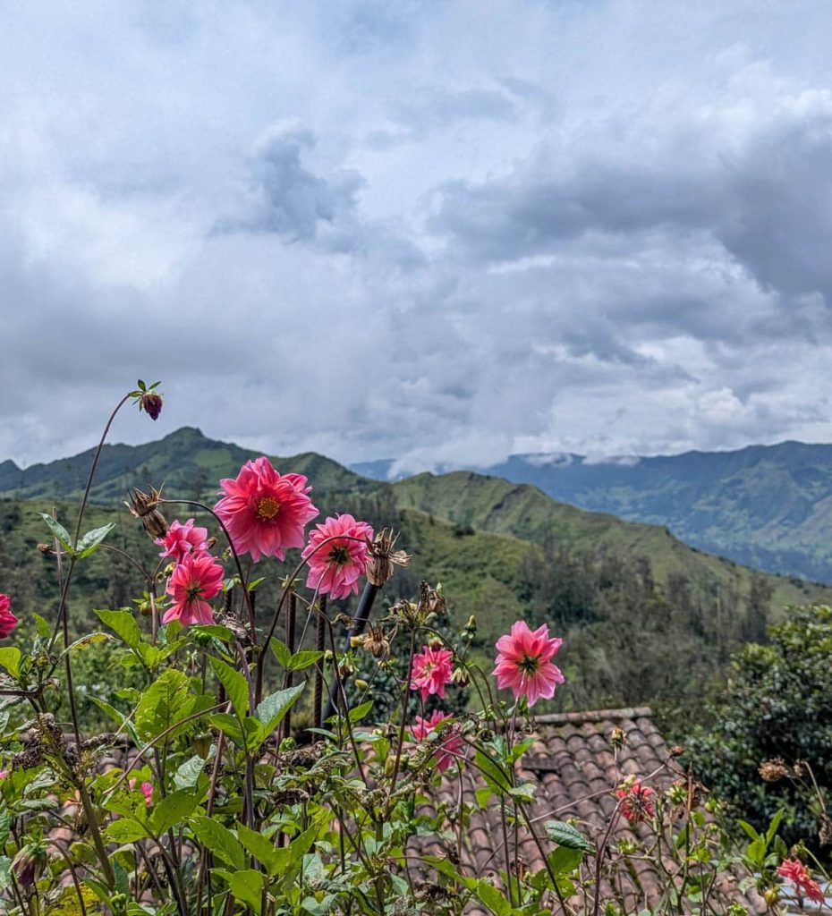 Bright pink wildflowers in bloom with a backdrop of rolling green mountains under a cloudy sky, captured during the walk from Giron waterfalls, one of the best day trips from Cuenca, Ecuador.