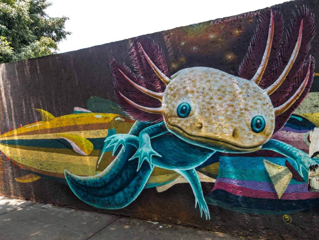 This street art in Mexico City depicts an axolotl, an amphibian native to the area. His large head and gills takes prominence in the image