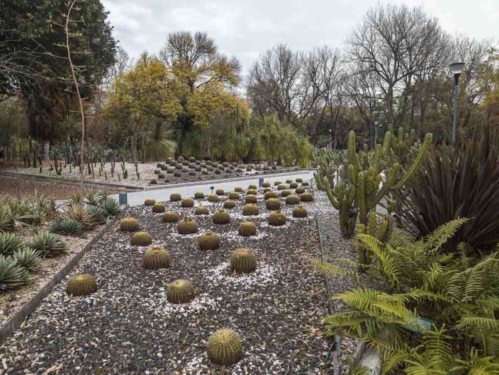 Rows of short, rounded cactus in the botanical garden at Chapultepec Park in Mexico City, showcasing the diverse flora found in Mexico.
