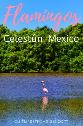 Pin this Celestun Flamingo Tour post for later