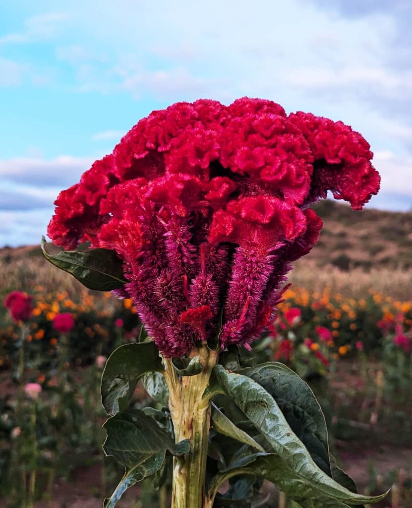 Vibrant red cockscomb flower with velvety ruffled crest rising above green leaves in an open field. Its bold sculptural shape adds rich color and symbolic beauty to Day of the Dead flower displays.