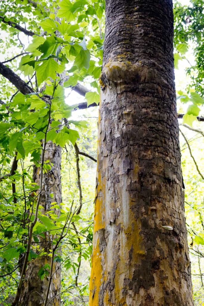 A close up view of the trunk of a cypress tree along the walk to Puente de Dios Queretaro.