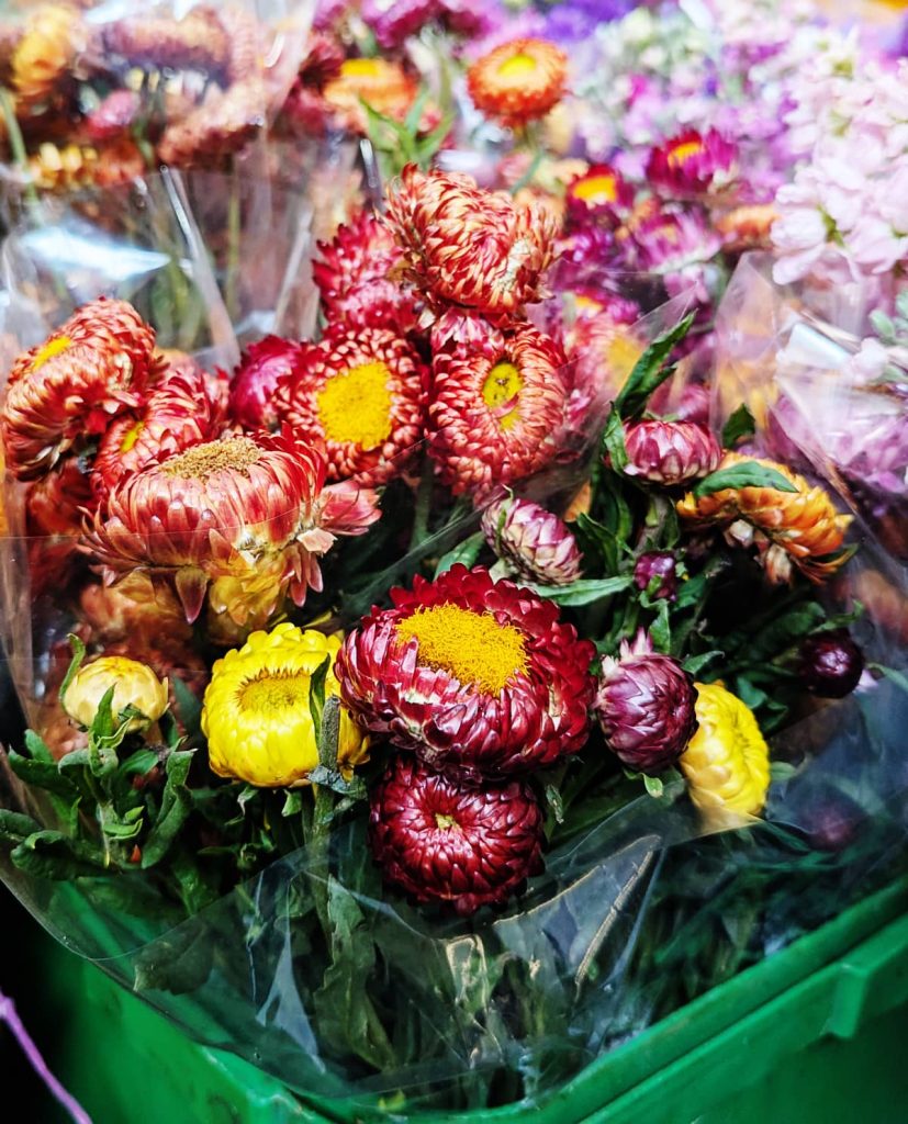 Bouquets of strawflowers in shades of red yellow and pink wrapped in clear plastic sit in a square green bucket at a market stall. The papery blooms with golden centers are commonly chosen as a long lasting Day of the Dead flower for ofrendas.