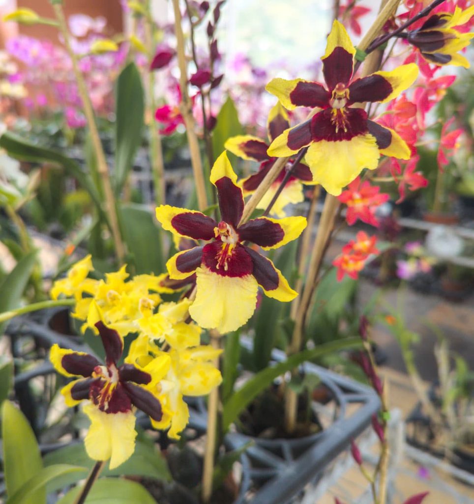 Yellow and burgundy orchids in full bloom at Ecuagenera orchids, one of the most unique things to do around Cuenca.