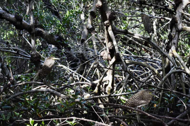 During our Celestun flamingo tour we spotted these tiger herons resting in the mangroves.