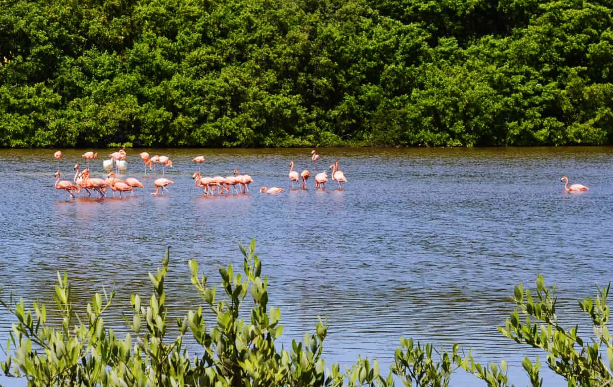 A flock of flamingos you can see during your Celestun tour in the Yucatan.