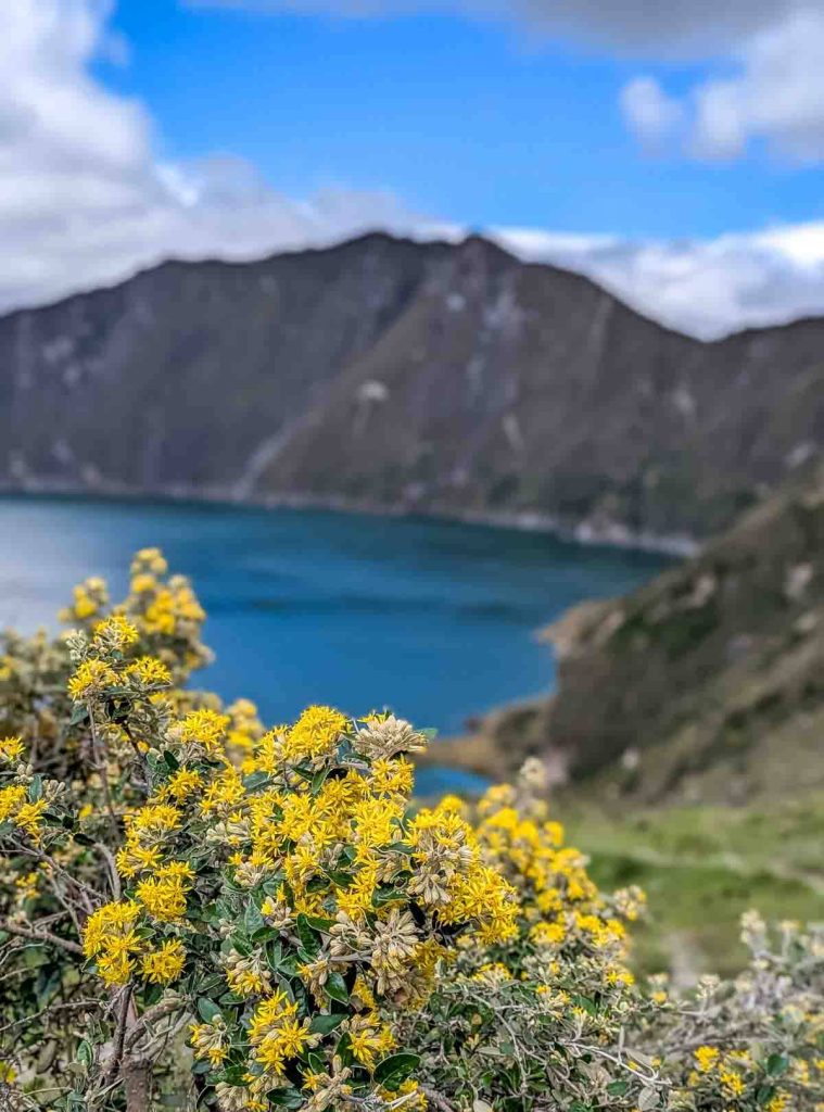Close-up of bright yellow wildflowers blooming near the edge of the Quilotoa Crater Lake, with the deep blue waters and crater walls blurred in the background.