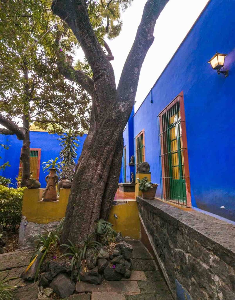 Tree outside the Frida Kahlo Museum in Mexico City.