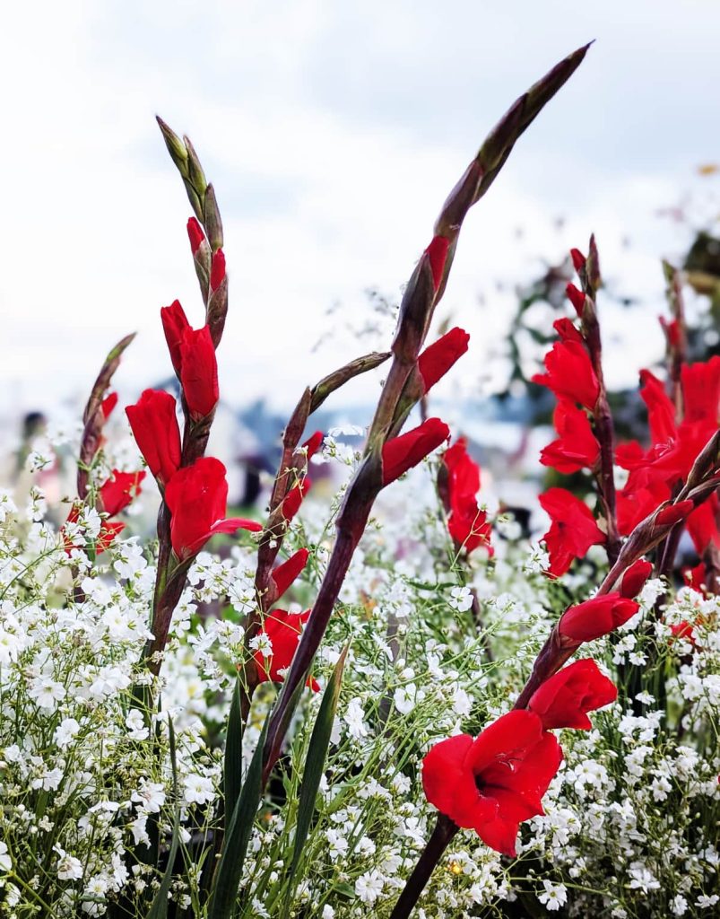 Tall red gladiolus spikes bloom among delicate white baby's breath flowers against a soft sky. The upright blossoms create height and elegance in Day of the Dead flower arrangements.