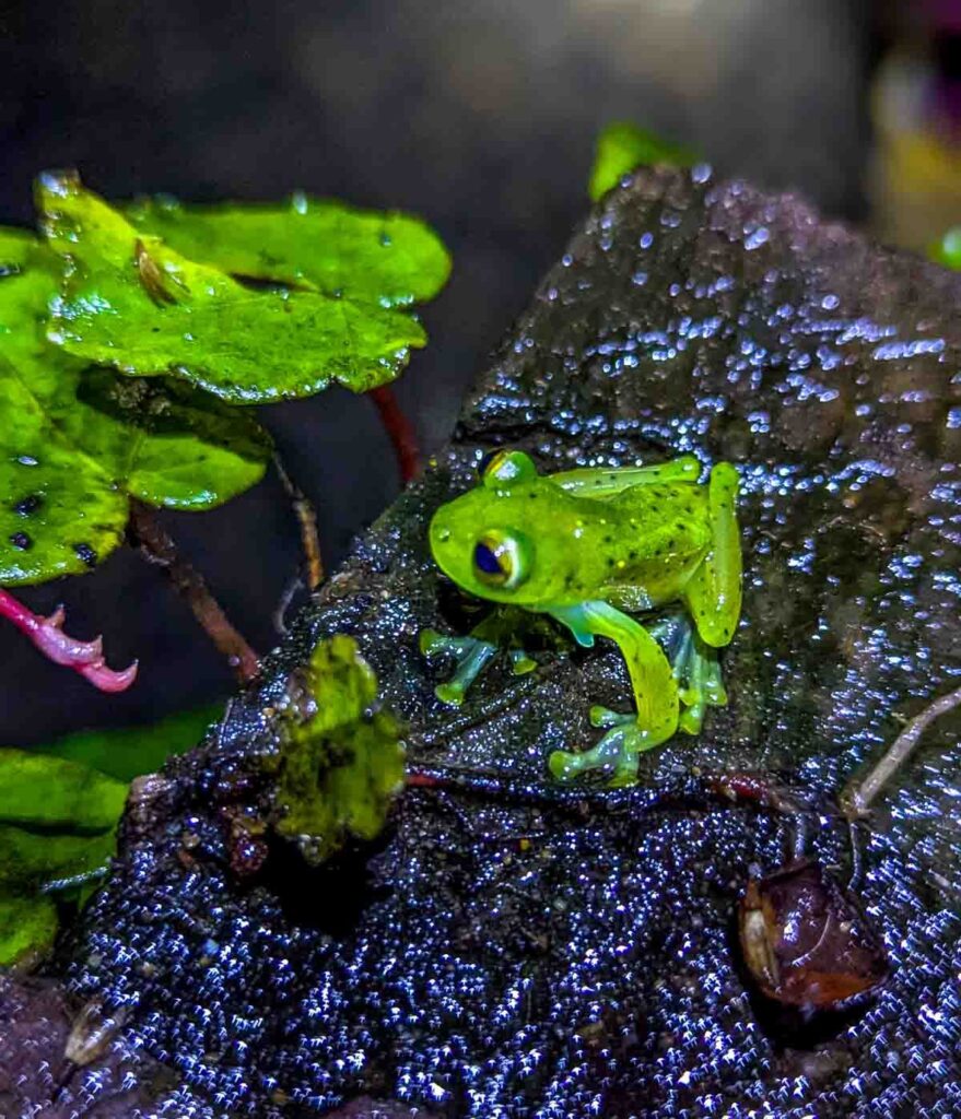 During a night walk, one of the best things to do in Mindo Ecuador, a shiny green glass frog sits on a piece of bark surrounded by wet plants. He's toes are spread and his eyes are bulging.