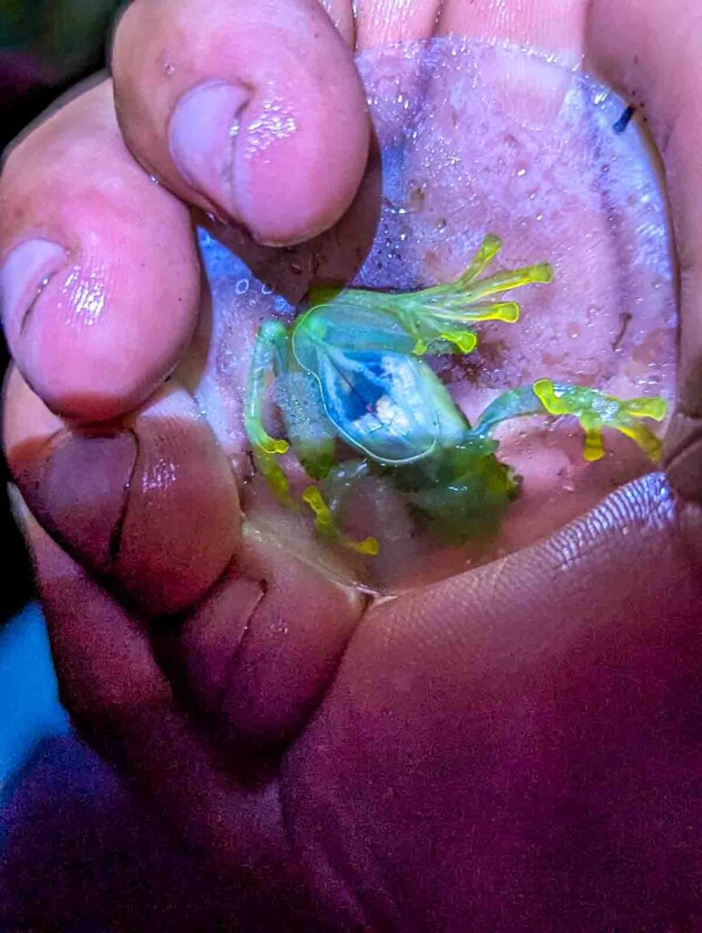 On a night walk in Mindo Ecuador, a man holds a glass frog between his hand and a clear piece of plastic to show the translucent body of the glass frog which shows its intestines.