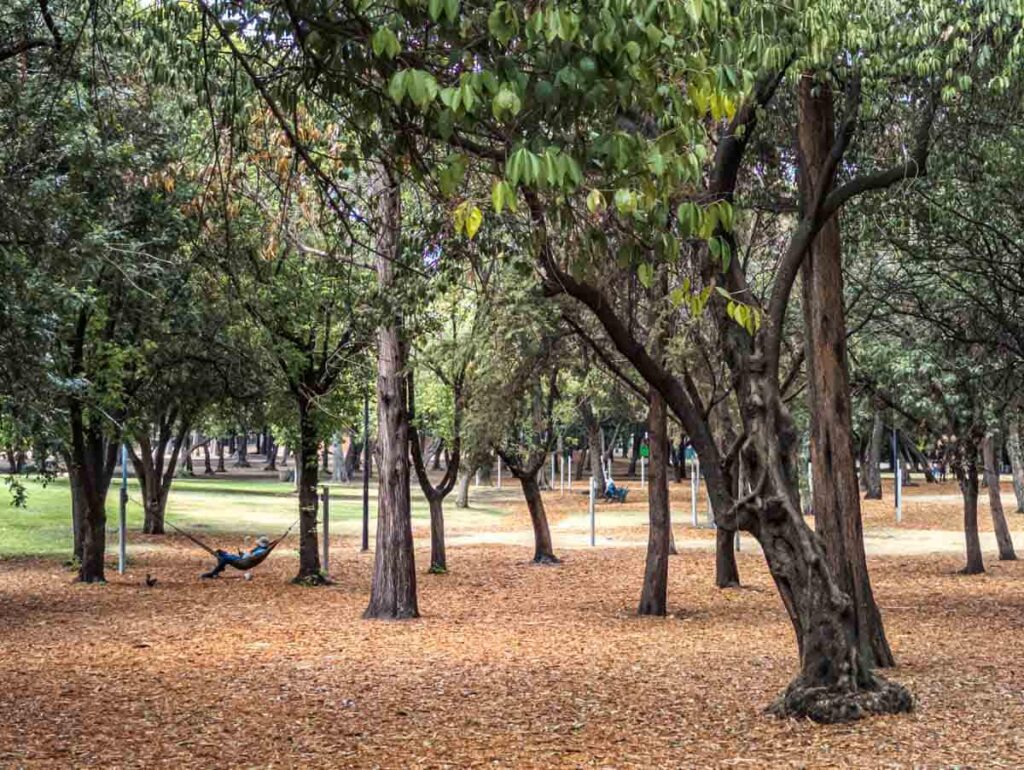 A person lays in a hammock suspended under the shade of trees in Chapultepec Park in CDMX.