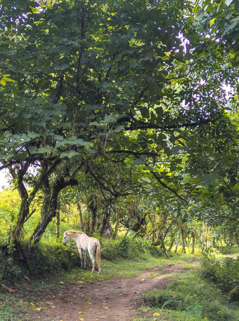 A white horse grazes along the trail at Yellow House in Mindo Ecuador. The trail is shaded by trees and slightly curved.