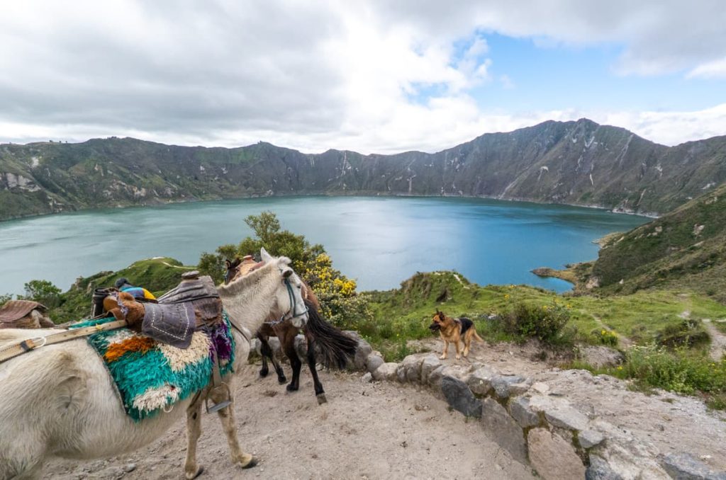 Pack horses with colorful saddles and a German Shepherd dog stand at a viewpoint overlooking the brilliant blue waters of Lake Quilotoa. Horseback rides are common for those hiking Laguna Quilotoa who need help getting back up due to the incline and altitude.