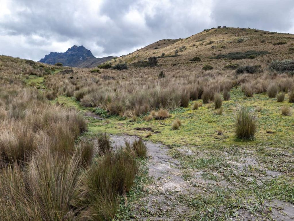 A trail cuts through tall grasses and páramo vegetation in the high Andes, with Rucu Pichincha visible in the background under cloudy skies.