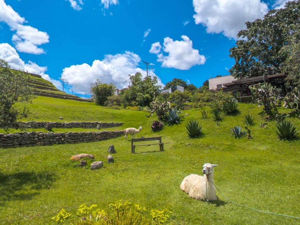 Two llamas rest on the grassy hills outside the Pumapungo ruins, surrounded by terraced slopes and native plants under a bright blue sky.