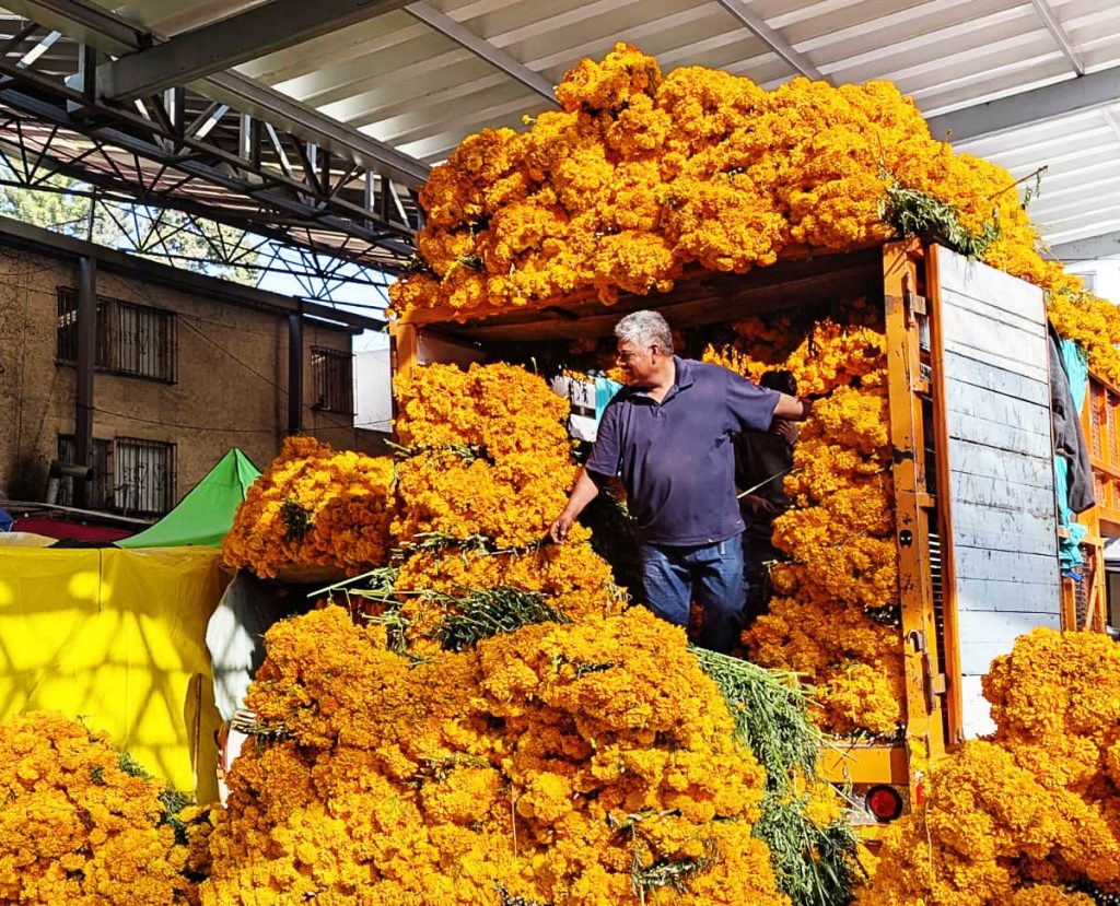 A man stands in the back of a truck overflowing with bright orange marigolds at the Jamaica flower market in Mexico City during Day of the Dead. Massive bundles of cempasuchil flowers spill from the vehicle creating a vivid sea of color central to a Day of the Dead altar.