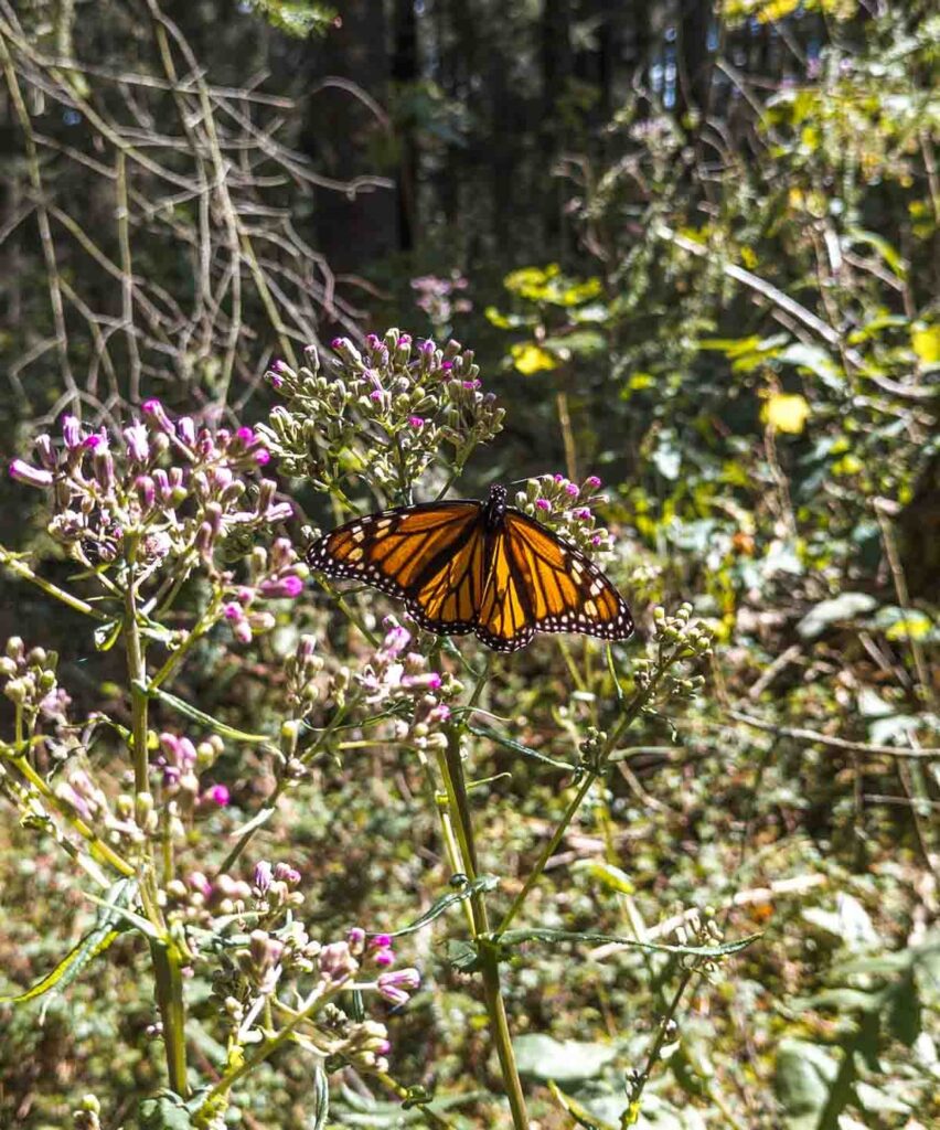 A monarch butterfly perched on a flower during the butterfly migration in Mexico.