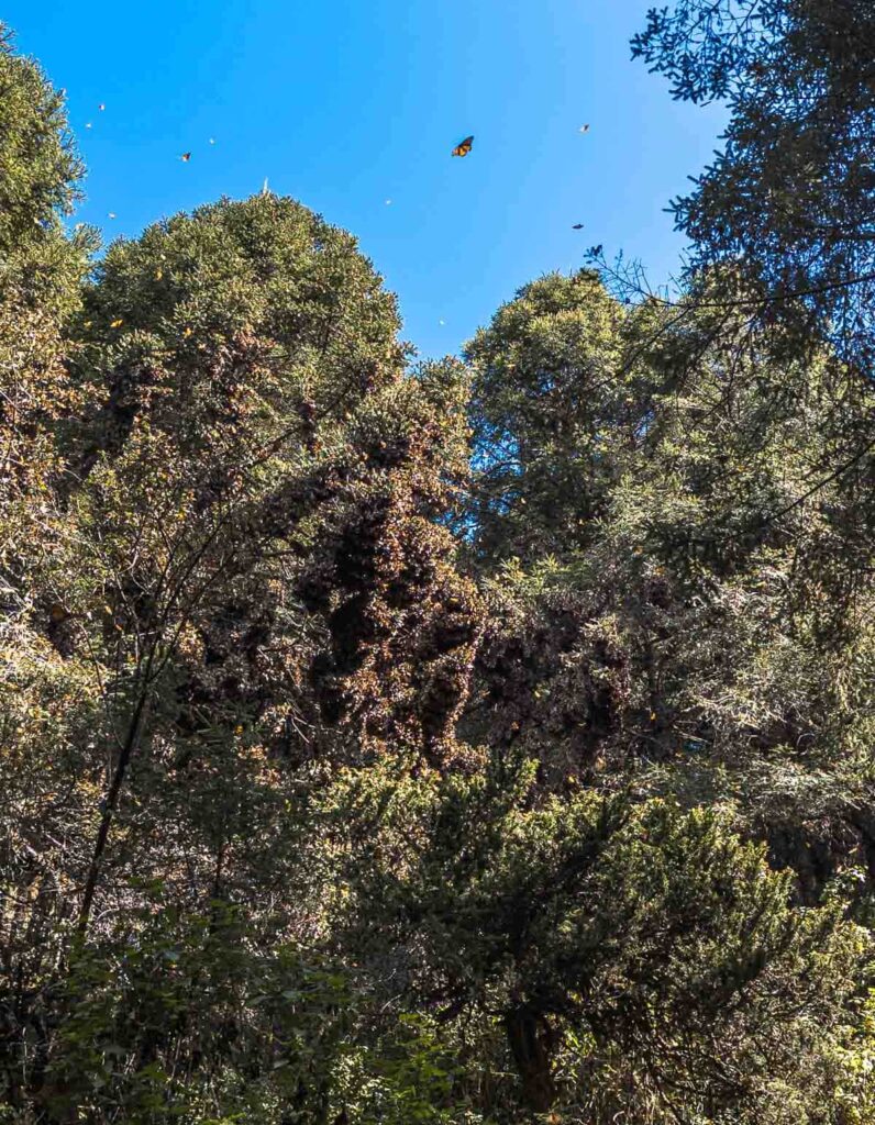 Monarch butterflies flying in front of Oyamel fir trees during the butterfly migration in Mexico.