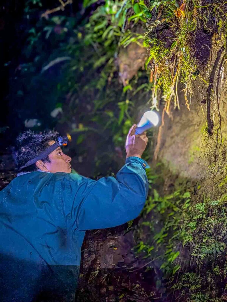 During a night walk in the Mindo Cloud Forest of Ecuador, a man wearing a headlamp and blue jacket holds a lightbulb up to the side of the cliff to look for nocturnal animals and insects.