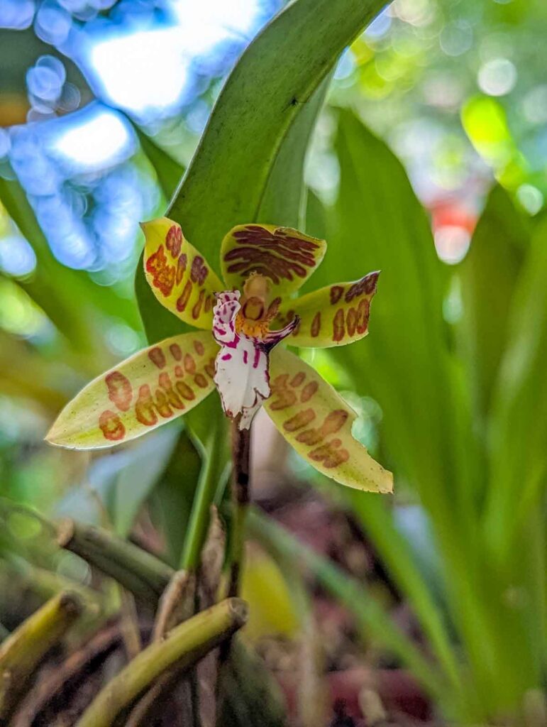A closeup of a yellow, pink, and white orchid in Mindo Ecuador.