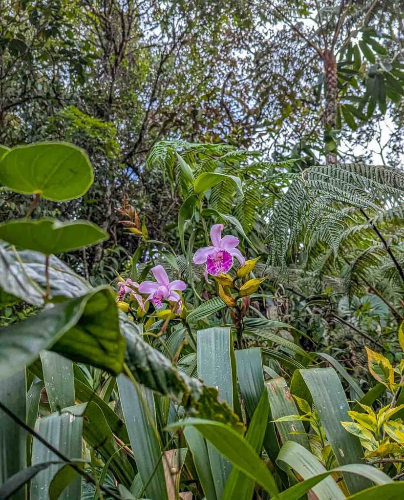 Vibrant pink orchids blooming among thick green foliage in the rainforest along the Ruta de las Cascadas in Baños, Ecuador.