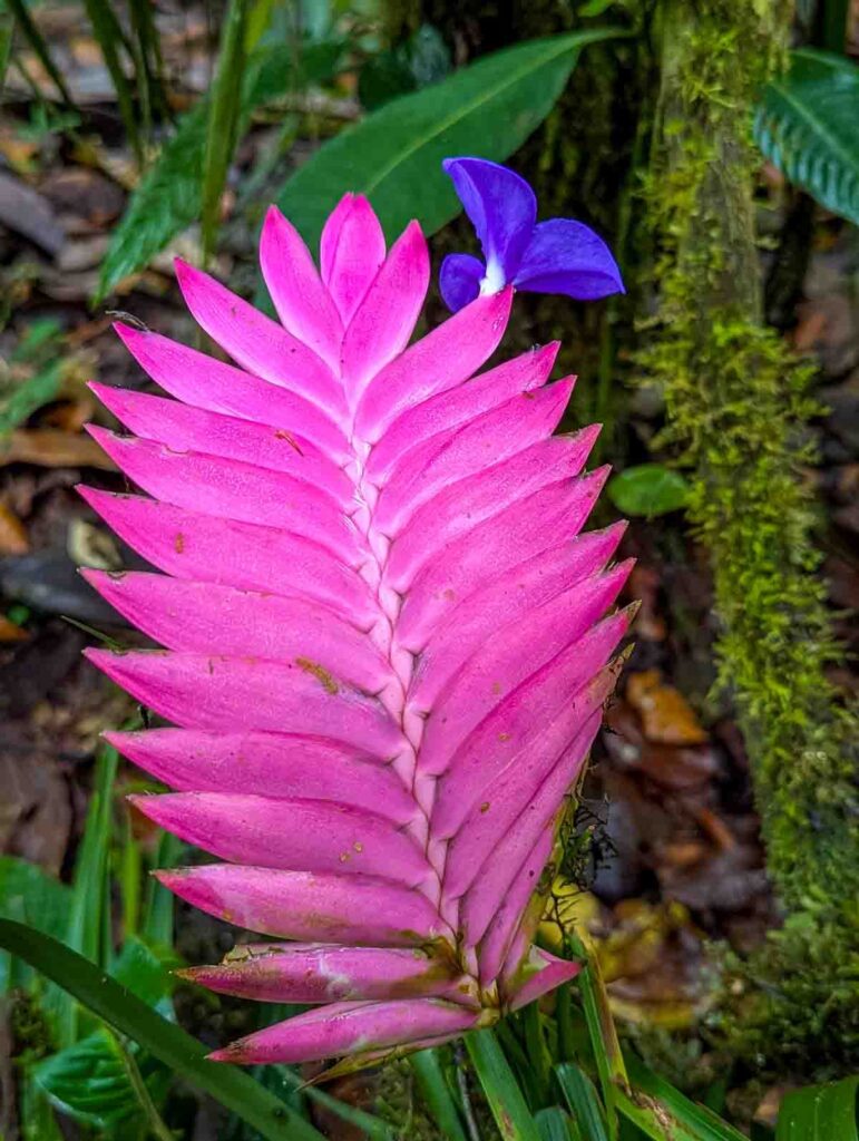 During a hike in the Mindo cloud forest, a bright pink bromeliad with a single purple flower blooming from one of its points.