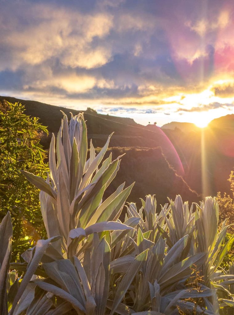 Close-up of silvery, high altitude plants glowing in the golden light of sunset, with dramatic mountains silhouetted in the distance. This peaceful scene captures the unique flora around Quilotoa Ecuador.