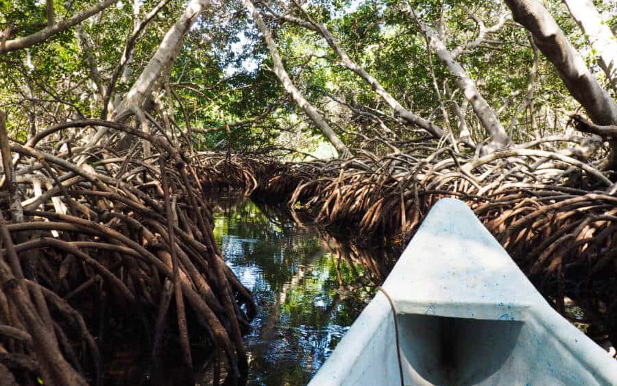 Front of the white canoe traveling through the narrow passage of the mangrove tunnel on Isla Grande.