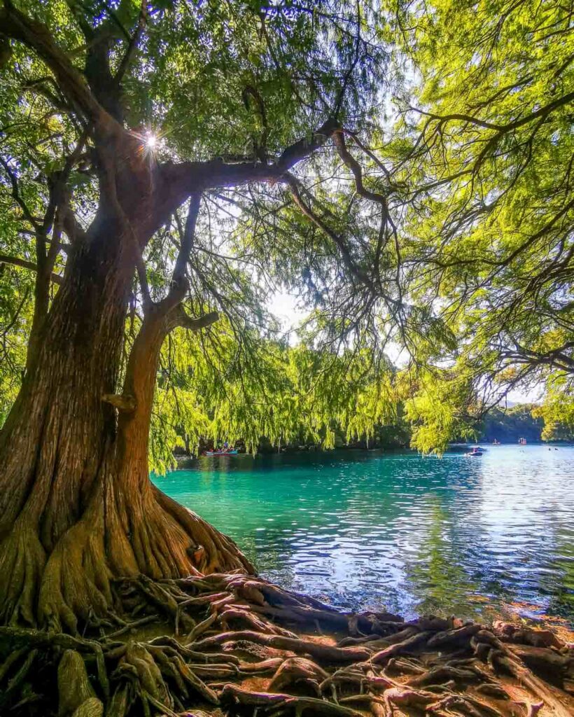 A cypress tree with big roots in front of Camecuaro Lake in Michoacan.