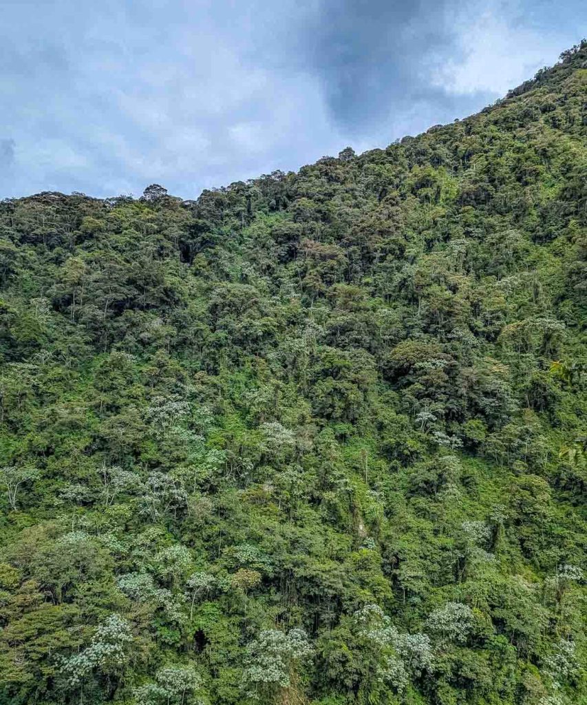 Dense green rainforest covers the hillside along the Baños Ecuador waterfalls route, showcasing the area's lush natural environment.