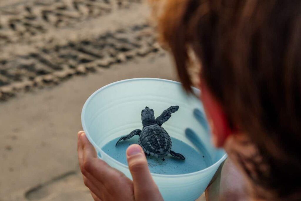 Looking over a the shoulder of a boy on the beach holding a blue bowl with a newborn sea turtle ready for the turtle release in Zihuatanejo.