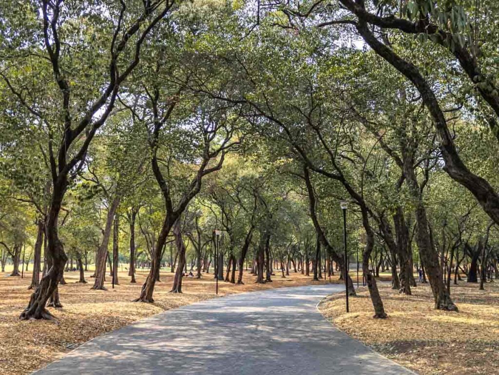Trees shade the grey brick walking path as it curves around Chapultepec Park, CDMX.