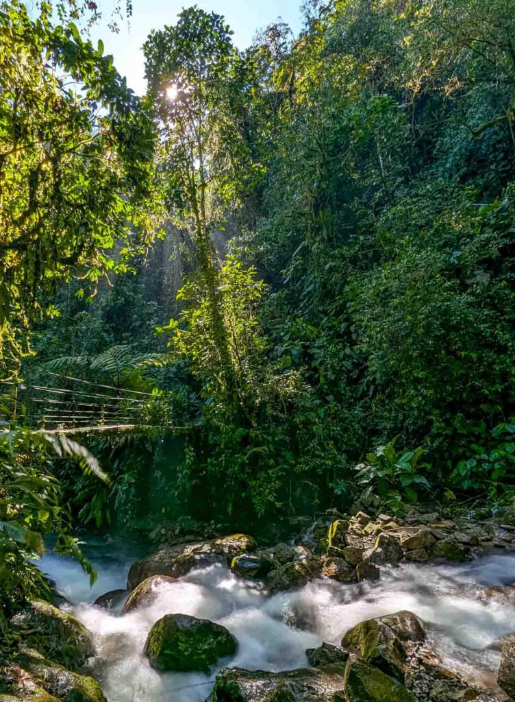 The sun streams through the trees along the route of the waterfalls in Mindo cloud forest near Quito. A small bridge crosses the rocky stream below.